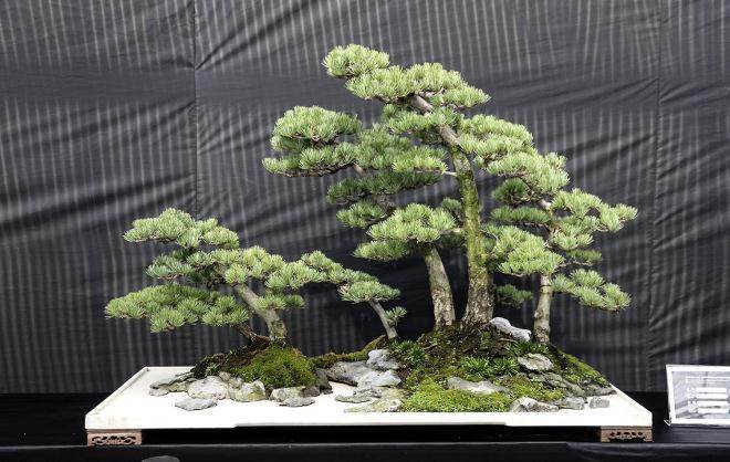 2016年 盆景无国界 世界大会在中国举办