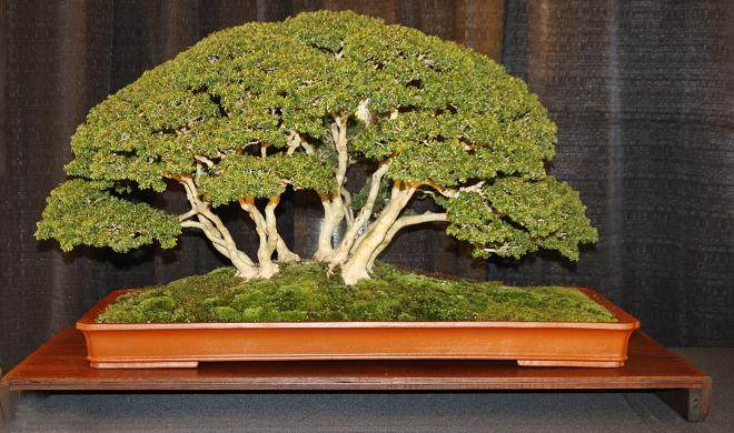 2016 第四届冬季盆景剪影博览会