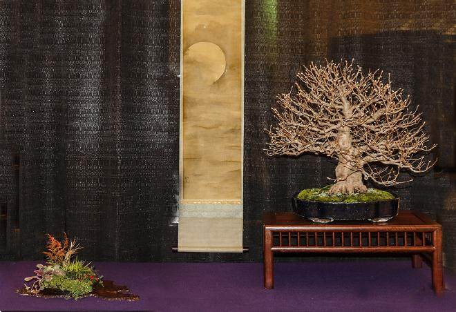 2016 第四届冬季盆景剪影博览会