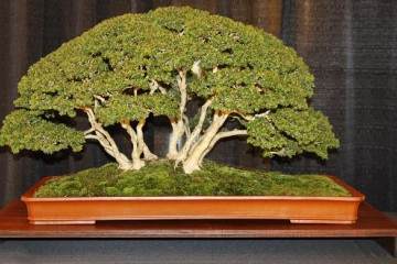 2016 第四届冬季盆景剪影博览会