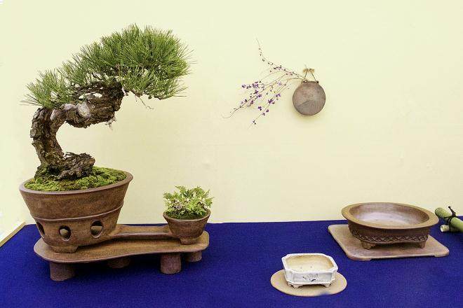 2016年秋季日本盆景探索 - 第7部分