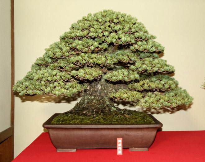 2016年日本盆景探索 - 第6部分