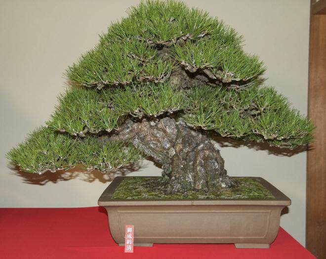 2016年日本盆景探索 - 第6部分