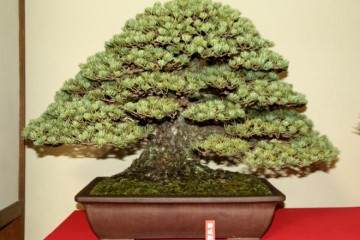 2016年日本盆景探索 - 第6部分