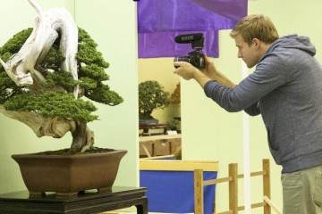 日本盆景大观展是日本西部最大的盆景展