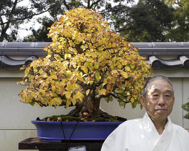 冈崎的Daiju-en盆景园是日本最着名的盆景花园之一