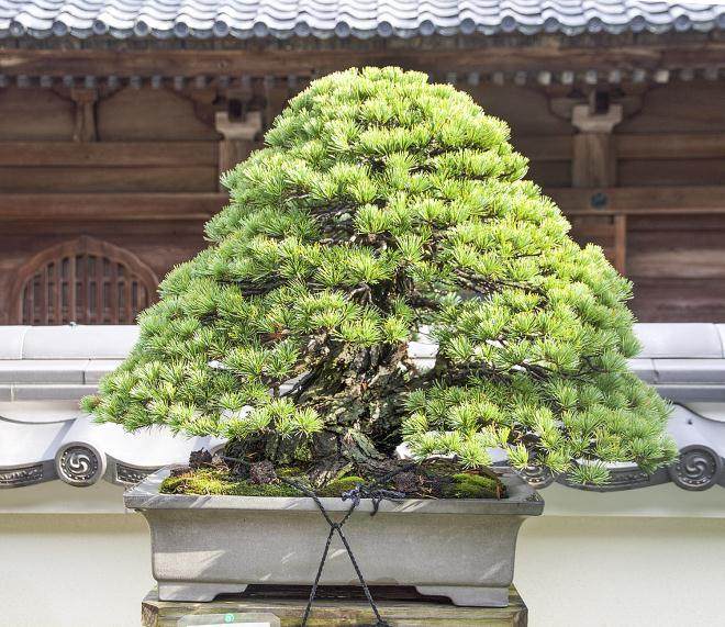 冈崎的Daiju-en盆景园是日本最着名的盆景花园之一