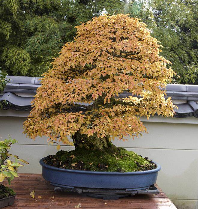 冈崎的Daiju-en盆景园是日本最着名的盆景花园之一