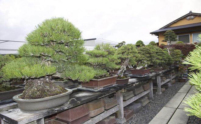 东京江户川的小林邦夫的俊个盆景博物馆