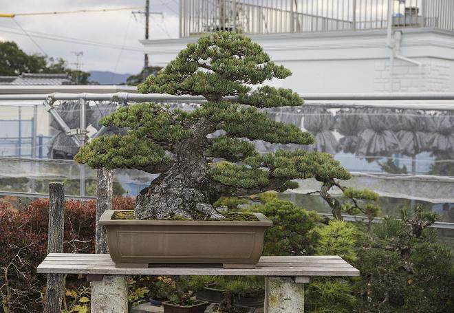 东京江户川的小林邦夫的俊个盆景博物馆