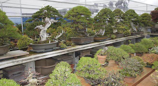 东京江户川的小林邦夫的俊个盆景博物馆