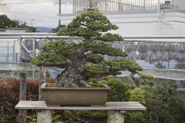 东京江户川的小林邦夫的俊个盆景博物馆