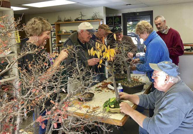 2016第五届美国全国盆景展