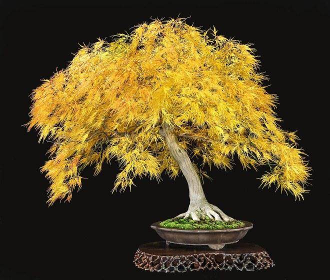 2016第五届美国全国盆景展