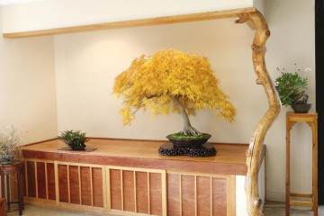 2016第五届美国全国盆景展