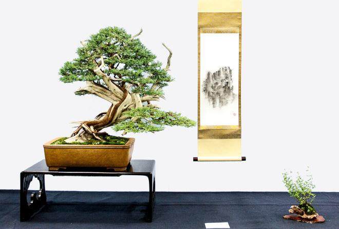 距离美国盆景最好的展览只有15天