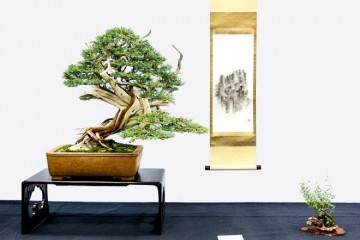 距离美国盆景最好的展览只有15天