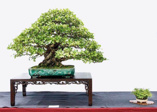 2016年9月举行的第五届美国国家盆景展览会