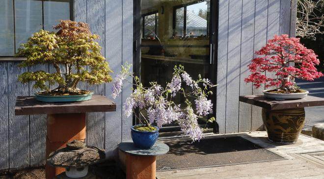 国际盆景植物园由威廉·N·瓦拉瓦尼斯成立