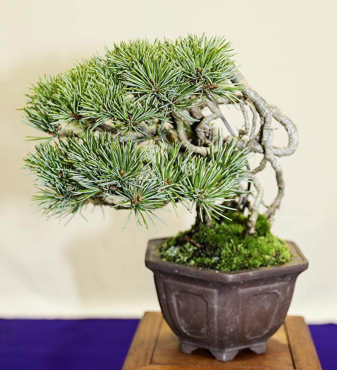 国分寺盆景绿色节30周年