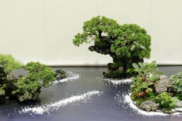 国分寺盆景绿色节30周年