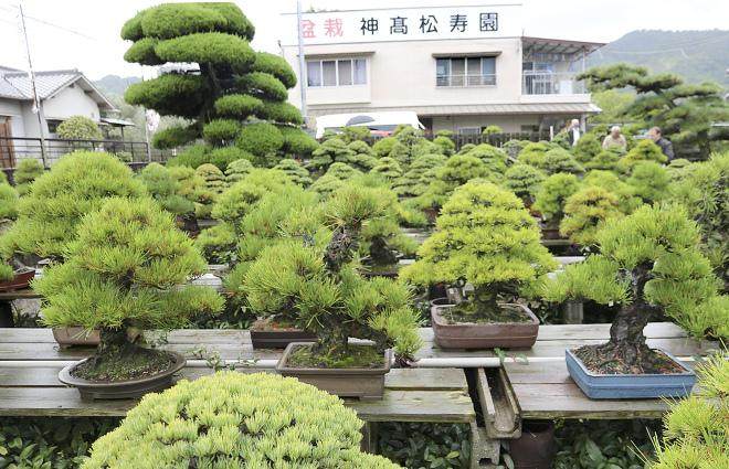 日本香川县最大的盆景园