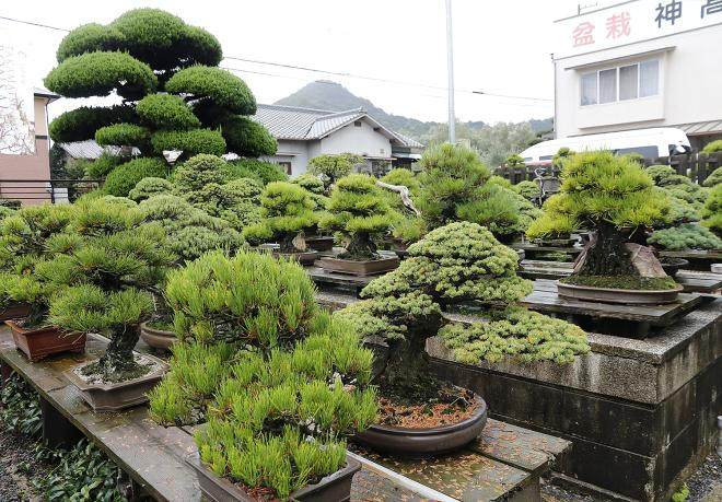 日本香川县最大的盆景园
