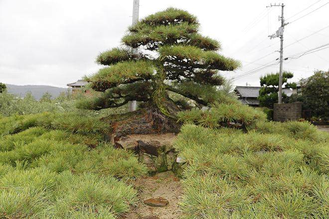 日本香川县最大的盆景园