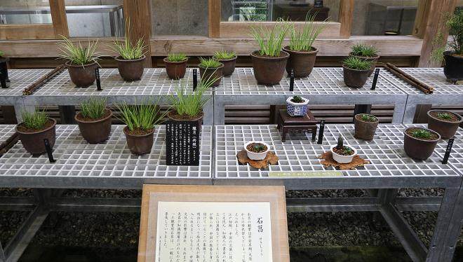 我被邀请到四国岛参观盆景园