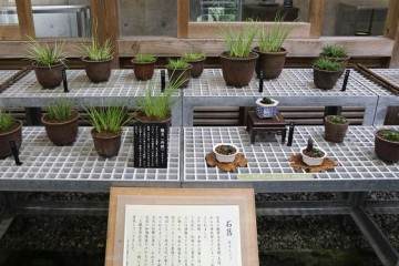 我被邀请到四国岛参观盆景园