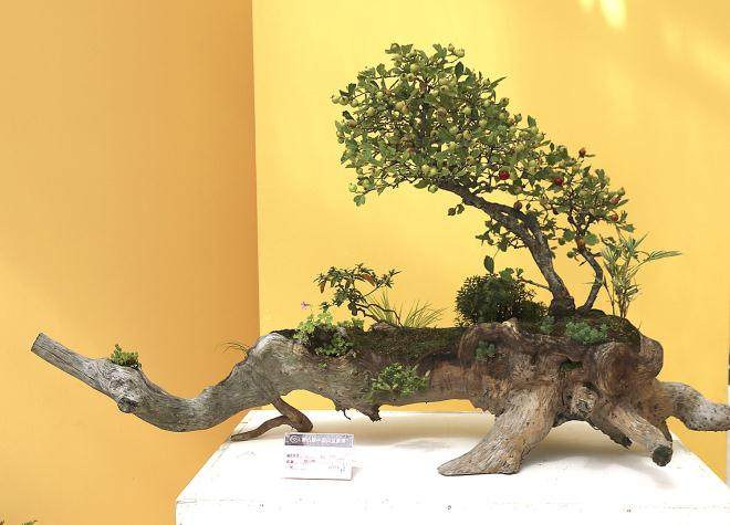 2017第四届中国丰盆景展