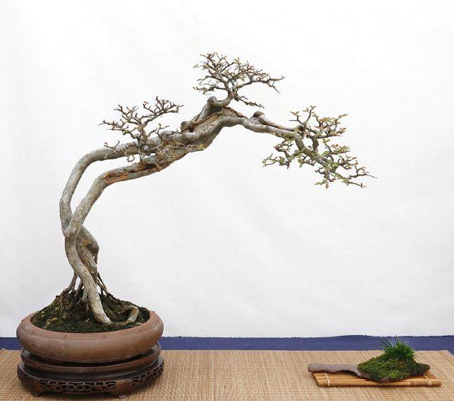 2017第四届中国峰盆景展 - 第三部分展览