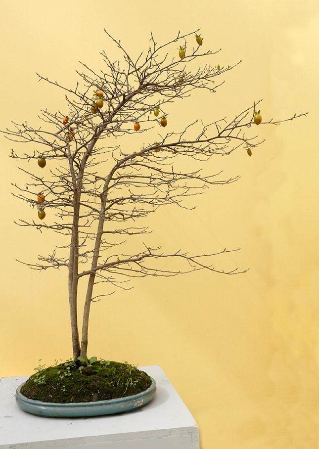 2017第四届中国风盆景展 - 第三部分展览