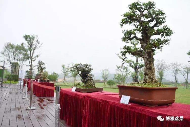 盆景展将进入海南房地产行业?