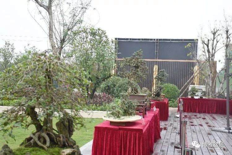 盆景展将进入海南房地产行业?