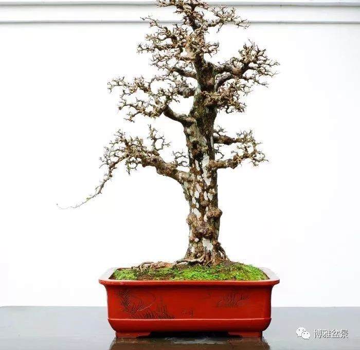 盆景展将进入海南房地产行业?