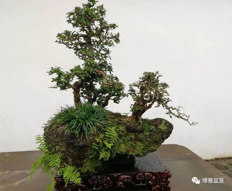 盆景展将进入海南房地产行业?