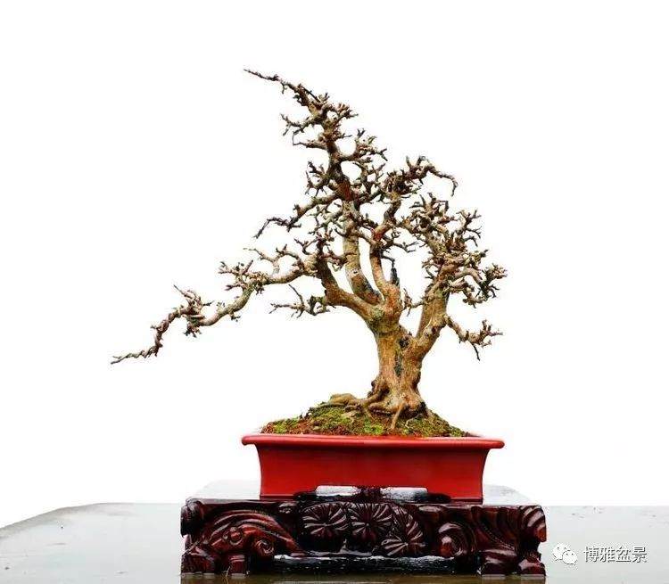 盆景展将进入海南房地产行业?