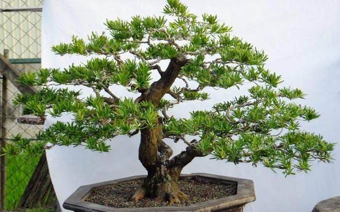 罗汉松盆景的造型修剪方法