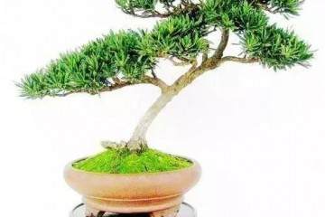 种植瓜子黄杨盆景怎么萌芽制作的方法