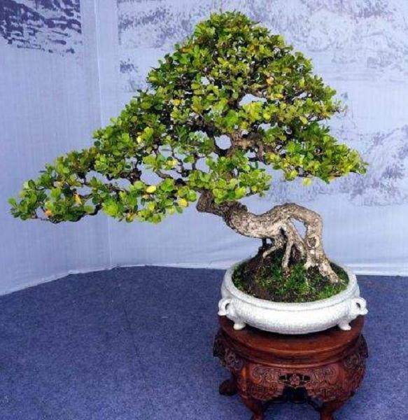 瓜子黄杨盆景的养护方法