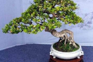 瓜子黄杨盆景怎么萌芽养护方法 图片