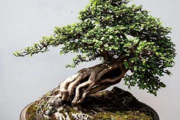 树桩盆景的叶片怎么控制发芽的方法