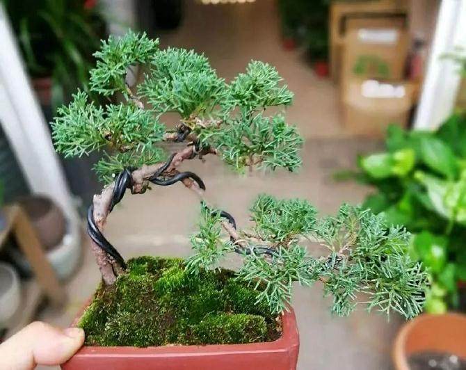 怎么做微盆景？选材，造型，搭配都很重要！