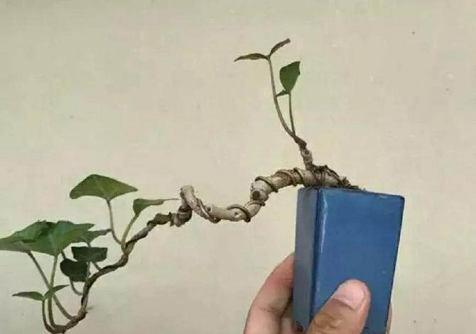 怎么做微盆景？选材，造型，搭配都很重要！