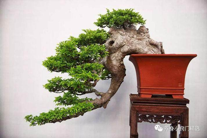 榆树盆景造型要注意什么?