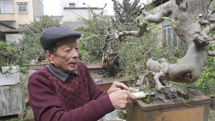 汕头盆景爱好 张焕先