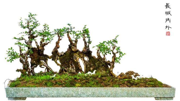 汕头盆景爱好 -- 张焕先