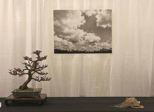 2015冬季盆景剪影博览会