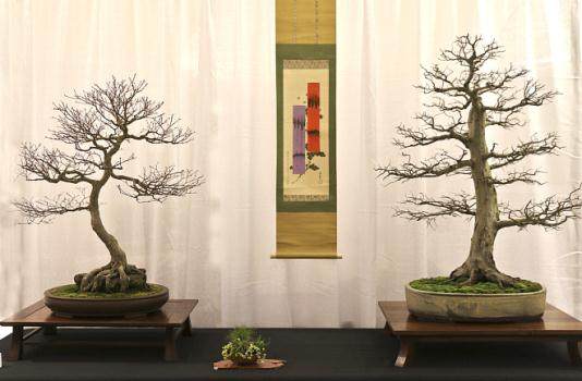 2015冬季盆景剪影博览会